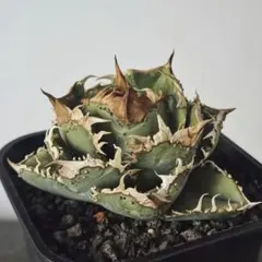 2026年最新】アガベ星空の人気アイテム - メルカリ