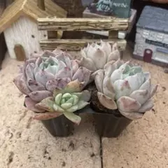 2026年最新】韓国苗の人気アイテム - メルカリ