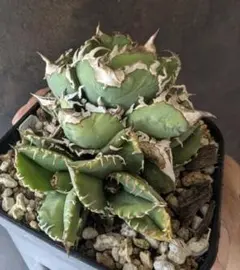 2026年最新】皇冠 子株の人気アイテム - メルカリ