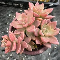 2026年最新】多肉 苗 セットの人気アイテム - メルカリ