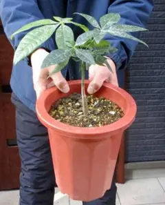 2026年最新】パキラミルキーウェイの人気アイテム - メルカリ