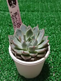 2026年最新】ルイパパの人気アイテム - メルカリ