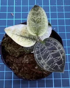 2026年最新】マコデスペトラ斑入りの人気アイテム - メルカリ