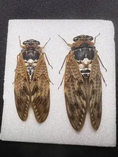 2026年最新】標本 の人気アイテム - メルカリ