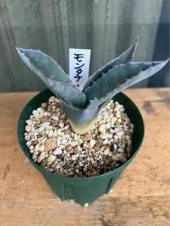 2026年最新】アガべ モンタナの人気アイテム - メルカリ