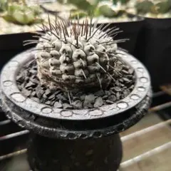 2026年最新】コピアポア コルムナアルバの人気アイテム - メルカリ