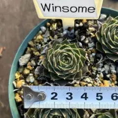 2026年最新】真中合歓の人気アイテム - メルカリ