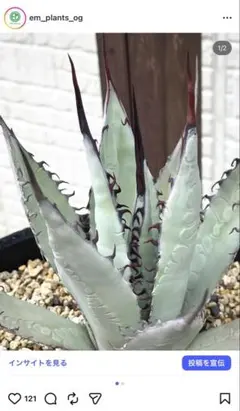 2026年最新】アガベ屈原の舞扇の人気アイテム - メルカリ