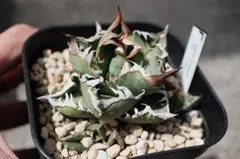 2026年最新】アガベクラウンの人気アイテム - メルカリ