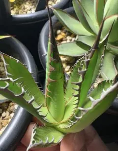 2026年最新】アガベ ホリダ ハイブリッドの人気アイテム - メルカリ