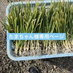 2026年最新】ターザン 苗の人気アイテム - メルカリ