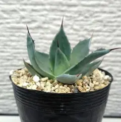 2026年最新】アガベ 吉祥天 パリーの人気アイテム - メルカリ