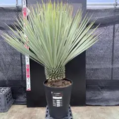 2026年最新】ロストラータ ブルーの人気アイテム - メルカリ