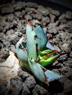 2026年最新】青犀牛の人気アイテム - メルカリ