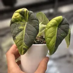 アロカシア マハラニ アルボバリエガータ 極斑 - メルカリ