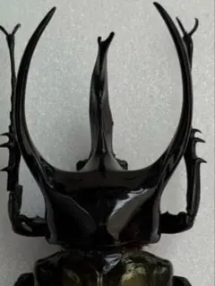 2026年最新】コーカサスオオカブト 標本の人気アイテム - メルカリ