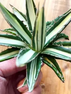 2026年最新】ホリダ 白中斑の人気アイテム - メルカリ