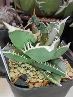 2026年最新】goodtanikuの人気アイテム - メルカリ