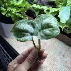 2026年最新】スキンダプサスの人気アイテム - メルカリ