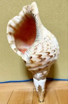 2026年最新】法螺貝の人気アイテム - メルカリ