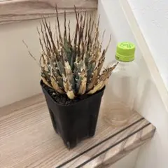 2026年最新】エボリスピナ 現地の人気アイテム - メルカリ