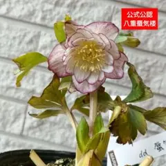 2026年最新】大木ナーサリーの人気アイテム - メルカリ