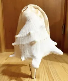 2026年最新】ほら貝の人気アイテム - メルカリ