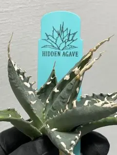 2026年最新】アガベ エボリスピナの人気アイテム - メルカリ