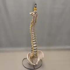 2026年最新】骨格模型 ドイツ製の人気アイテム - メルカリ