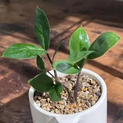 2026年最新】ザミオクルカスの人気アイテム - メルカリ