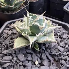 2026年最新】アガベ白豪刺の人気アイテム - メルカリ