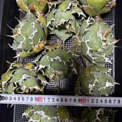 2026年最新】アガベ 白鯨 大株の人気アイテム - メルカリ