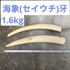 2026年最新】マッコウクジラ 牙の人気アイテム - メルカリ