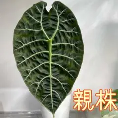 2026年最新】ワトソニアの人気アイテム - メルカリ