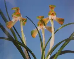 2026年最新】韓国春蘭の人気アイテム - メルカリ