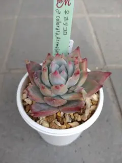 2026年最新】ホリコロの人気アイテム - メルカリ