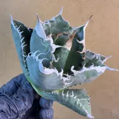 2026年最新】チタノタ悪魔くんの人気アイテム - メルカリ