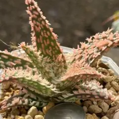 2026年最新】アロエ ハイブリッドの人気アイテム - メルカリ