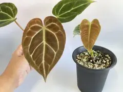 2026年最新】アンスリウム原種の人気アイテム - メルカリ