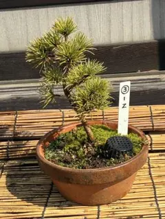 2026年最新】五葉松の人気アイテム - メルカリ