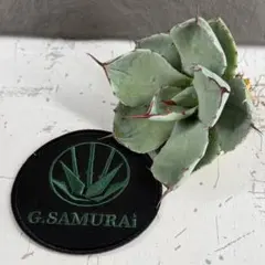 2026年最新】アガベ パリー 大株の人気アイテム - メルカリ