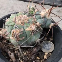 2026年最新】エキノカクタス雷帝の人気アイテム - メルカリ