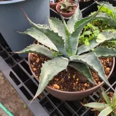 2026年最新】アガベ 大株の人気アイテム - メルカリ