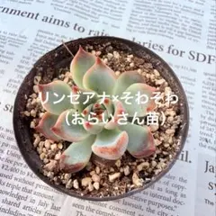 2026年最新】おらい そわそわの人気アイテム - メルカリ