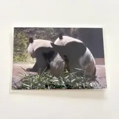 2026年最新】上野松坂屋 ポストカードの人気アイテム - メルカリ