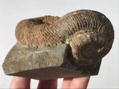 2026年最新】異常巻きアンモナイトの人気アイテム - メルカリ