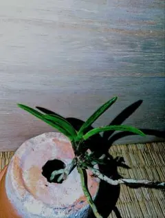 2026年最新】富貴蘭 牡丹の人気アイテム - メルカリ