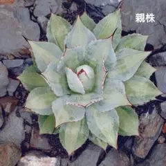 2026年最新】吉祥天 アガベ錦の人気アイテム - メルカリ