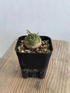 2026年最新】オベサ鉄甲の人気アイテム - メルカリ