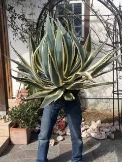 2026年最新】アガベ・サルミアナの人気アイテム - メルカリ